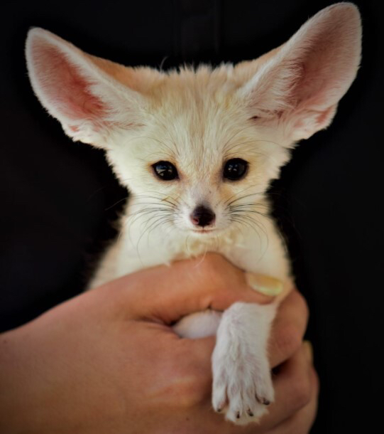 Picture of a fennec fox
